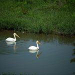 Gallery thumbnail: 0.24 Acre • Gated Community Stability + Utilities at the Street • Land for Sale in Garland County, Arkansas • AR0007