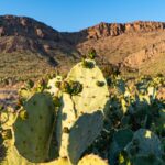 Gallery thumbnail: 0.50 Acre • Near Rockhound State Park & Hiking Trails • Land for Sale in Luna County, New Mexico • NM0023