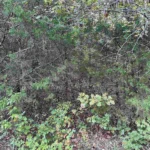 Gallery thumbnail: 1.00 Acres • Near Lakes & Golf Courses • Land for Sale in Izard County, Arkansas • AR0009