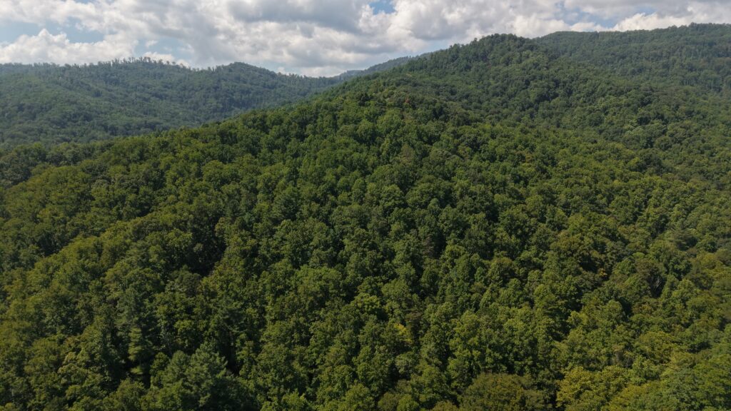124.99 Acres • Rare Large-Acreage Secluded Mountain Land with Creek • Land for Sale in McDowell County, North Carolina • NC0002