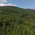 Gallery thumbnail: 124.99 Acres • Rare Large-Acreage Secluded Mountain Land with Creek • Land for Sale in McDowell County, North Carolina • NC0002