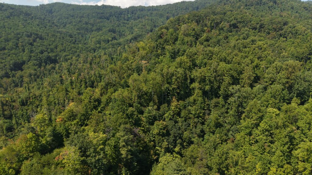 124.99 Acres • Rare Large-Acreage Secluded Mountain Land with Creek • Land for Sale in McDowell County, North Carolina • NC0002