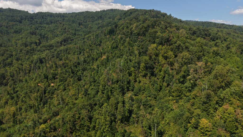 124.99 Acres • Rare Large-Acreage Secluded Mountain Land with Creek • Land for Sale in McDowell County, North Carolina • NC0002