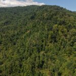 Gallery thumbnail: 124.99 Acres • Rare Large-Acreage Secluded Mountain Land with Creek • Land for Sale in McDowell County, North Carolina • NC0002