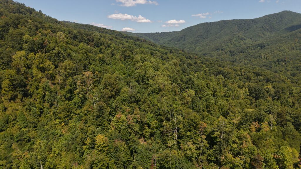 124.99 Acres • Rare Large-Acreage Secluded Mountain Land with Creek • Land for Sale in McDowell County, North Carolina • NC0002